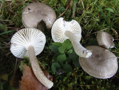 Hygrophorus pustulatus