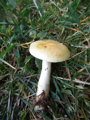 Hygrophorus locorum