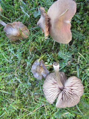 Entoloma cf. conferendum