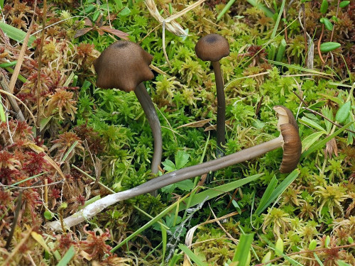 Entoloma poliopus.jpg