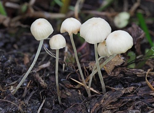 Hemimycena ochrogaleata.jpg