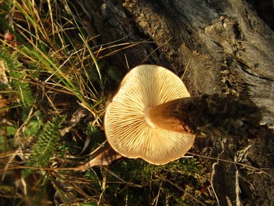 Tricholoma fulvum