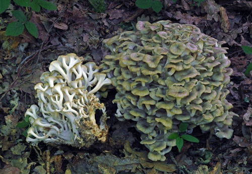 Polyporus umbellatus.jpg