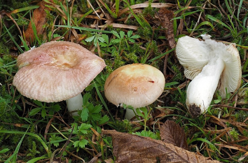 Russula versatilis.jpg