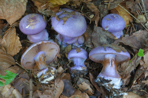 ag_Cortinarius_sodagnitus.jpg