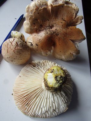 Hygrophorus pudorinus