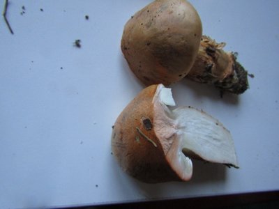 Hygrophorus pudorinus