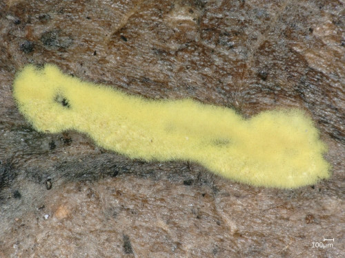 Cylindrium aeruginosum