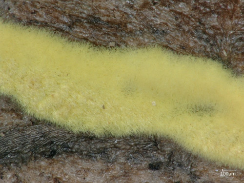 Cylindrium aeruginosum