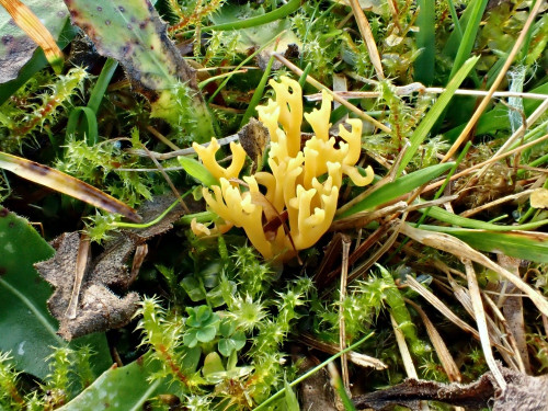 Clavulinopsis.corniculata.JPG