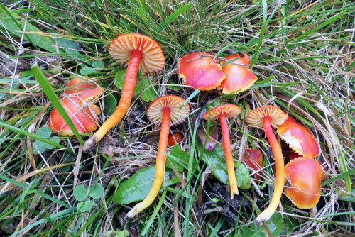 Hygrocybe.coccinea.JPG