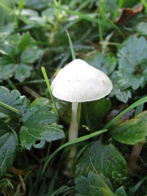 Inocybe geophylla