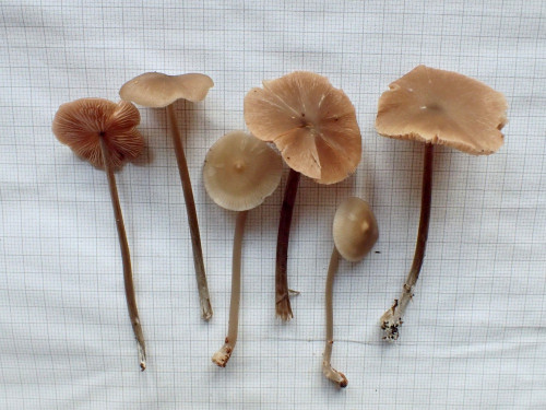 Entoloma.longistriatum.sarcitulum.JPG