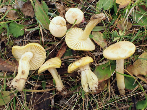 Hygrophorus.lucorum.JPG