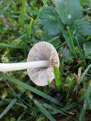 Inocybe geophylla