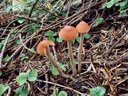 Hypholoma.dispersum.JPG