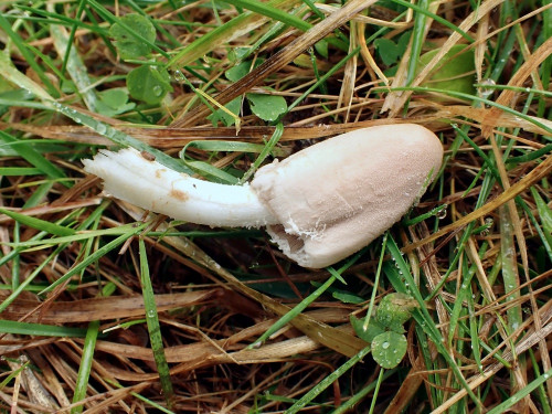 Coprinopsis pseudonivea.JPG