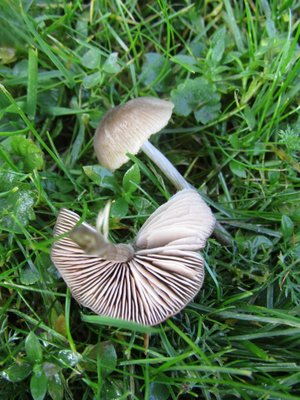Entoloma cf. conferendum