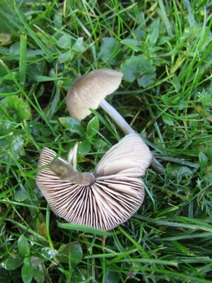 Entoloma cf. conferendum