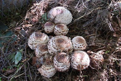 Chlorophyllum brunneum