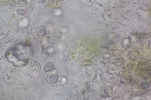 Membranomyces delectabilis 1000 (1).JPG