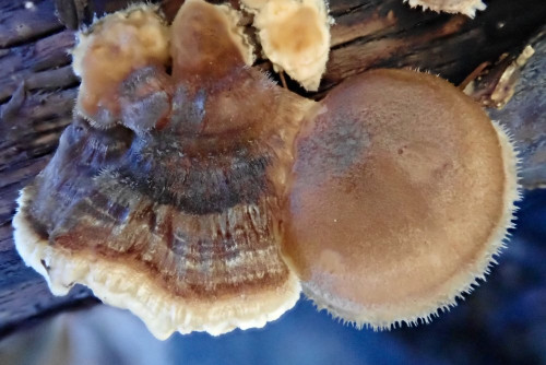 Trametes versicolor u. Polyporus brumalis (4).JPG