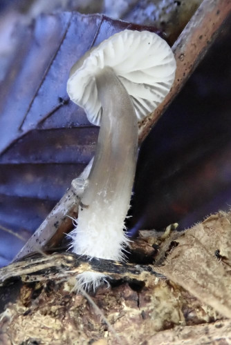 Mycena_Arbeitsname (2).JPG