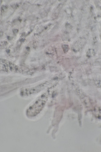 Mycena Arbeitsname (7).JPG
