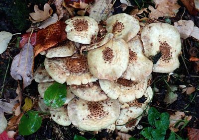 Pholiota squarrosa;alt.JPG