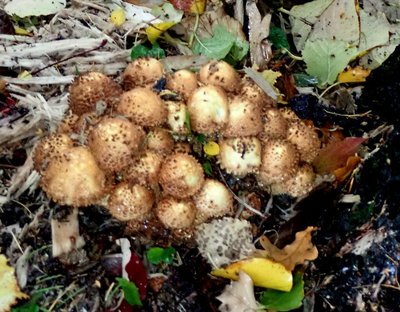 Pholiota squarrosa;jung.JPG