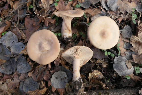 Infundibulicybe geotropa.JPG