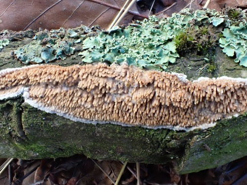 Radulomyces molaris.JPG