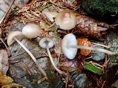 Mycena plumipes.JPG