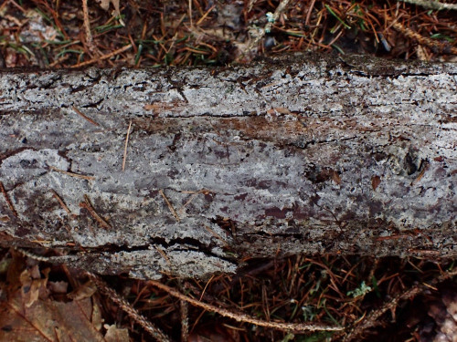 Hypochnicium cymosum.JPG