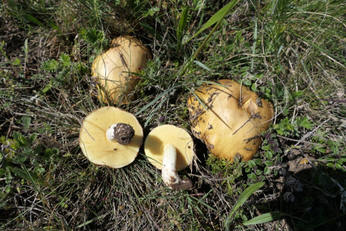 Suillus granulatus.JPG