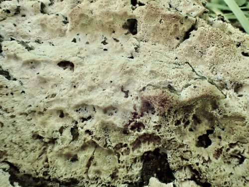 Physisporinus vitreus.JPG