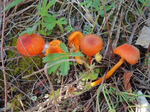 Hygrophorus calicphila.JPG