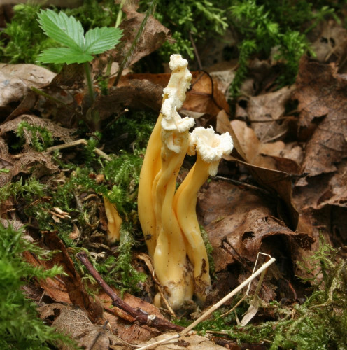 Craterellus_sp_37_Qbw-trocken.JPG