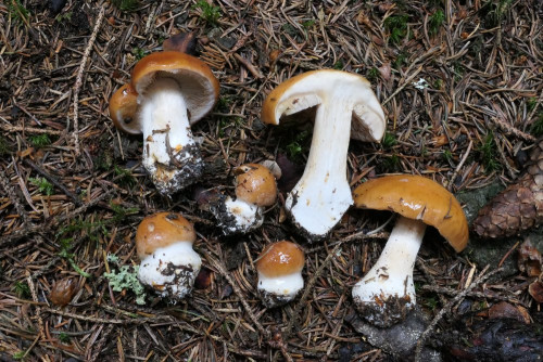Cortinarius multiformis agg.JPG