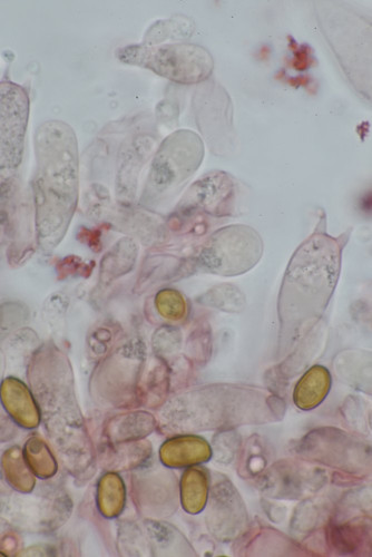 Pholiota mikr Merkm 2