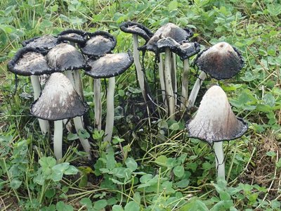 Coprinus comatus,zerfließend.JPG