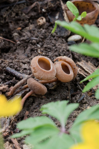 Dumontinia tuberosa 1c.jpg