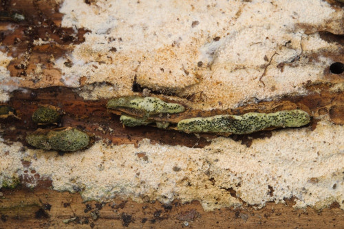 as_Camaropella_lutea.jpg