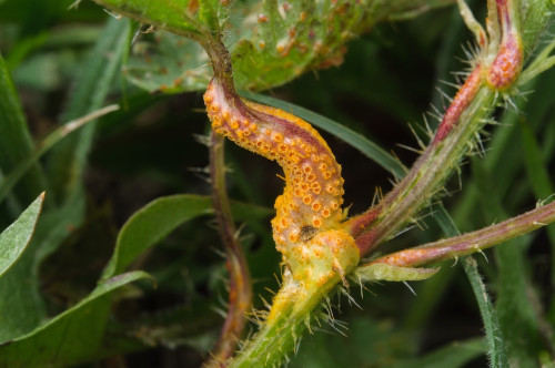 phy_Puccinia_urticata_sl.jpg