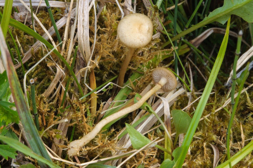 ag_Agro_elat.jpg