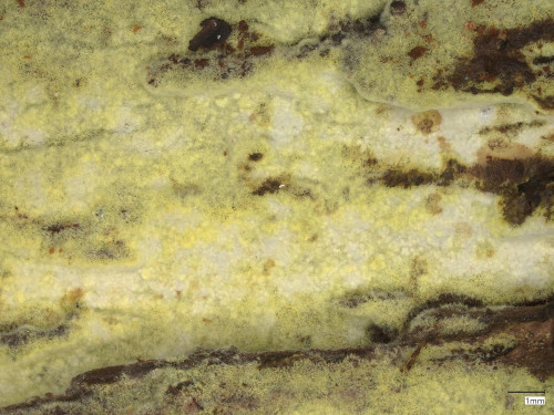 Amylocorticium_canadense_20250514_143727.jpg