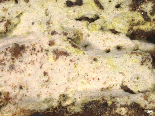 Amylocorticium_canadense_20250514_143907.jpg