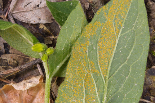 phy_Melampsorella_symphyto.jpg