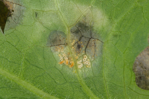 phy_Puccinia_silvestris.jpg