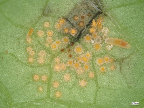20250530_133304_Puccinia_silvatica (2).jpg